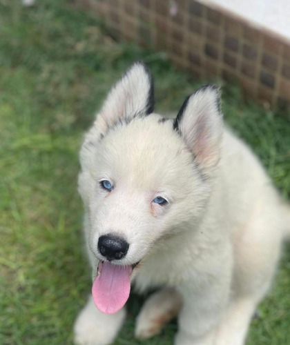 Imagen 1 de 1 de Cachorro Husky Siberiano Hembra-809-324-1423-
