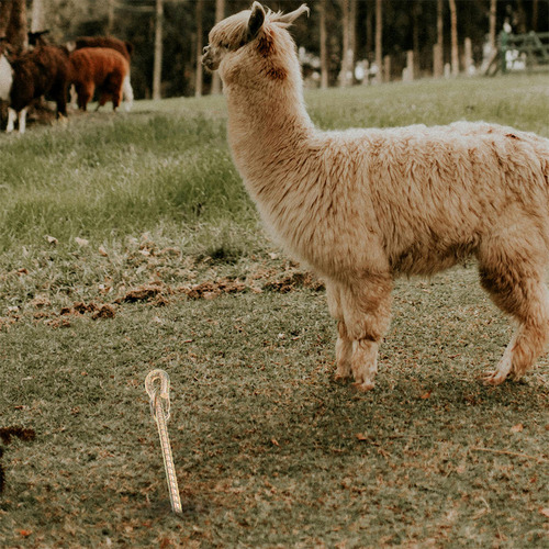 Estaca De Amarre Para Perros, Estaca De Metal Con Barra De R
