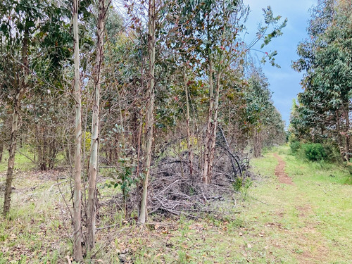 Sitio De 8 Ha Con 3 De Eucaliptus, En Sector Coreo-quilleco