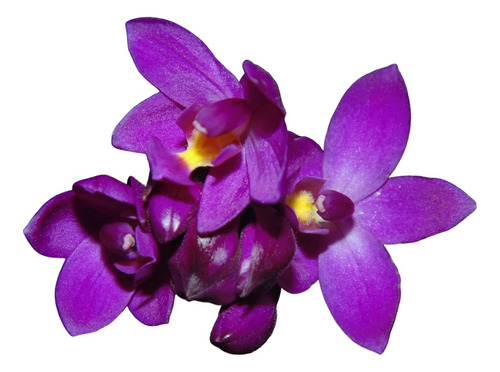 Spathoglottis Unguiculata A D - B S