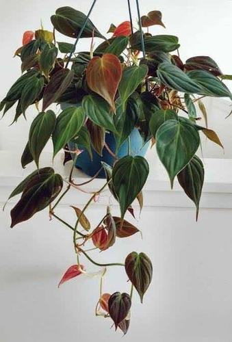 Philodendron Micans En Maceta Colgante 5 Velvet Leaf (Usado)