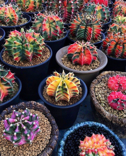 400 Sementes De Mini Cactos + 400 Sementes Suculentas T5 | MercadoLivre