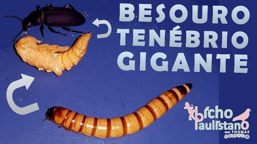 Imagem 3 de 3 de 10 Besouros Tenebrio Gigante Vivo Envio Para Todo O Brasil