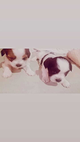 Imagem 3 de 3 de Cachorro