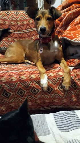 Paloma, Juguetona, Alegre, 3 Añitos A 4, Mediana , Adopc.