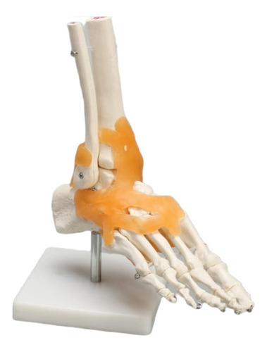 Modelo Anatomico Del Pie Humano Con Ligamentos