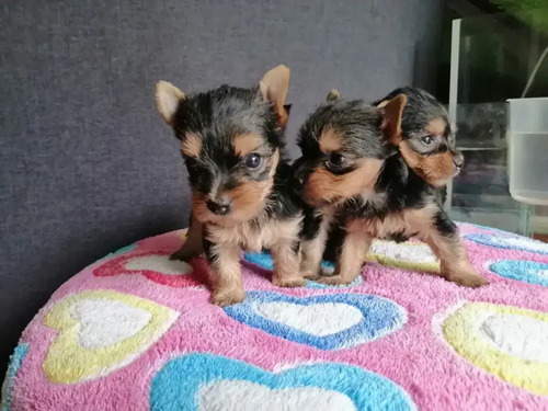 Yorkshire Terrier Miniatura 