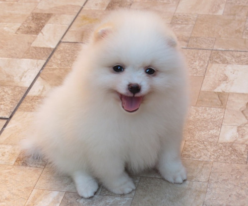 Spitz Alemao Macho Anão Filhote Lulu Da Pomerania Belissimo