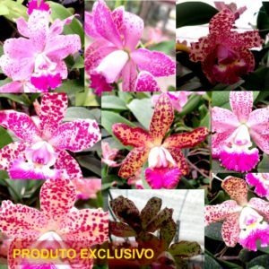 Imagem 1 de 2 de Kit Cattleyas Pintalgadas Corte Adulto - 10 Unidades
