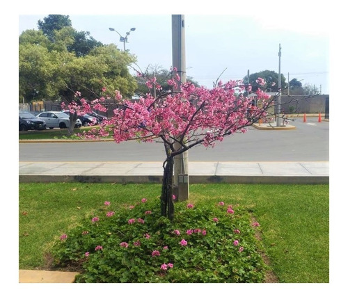 Imagen 1 de 6 de Cerezo Japones (80cm - 99cm) Sakura Arbol Original Planta