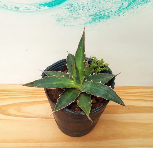 Plantas Suculentas Agave Funkiana 