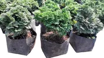 Comprar 5 Arbolito Para Bonsai Hinoki Japónes