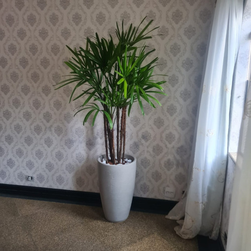 Planta Natural Palmeira Ráfia Com Vaso Decorativo