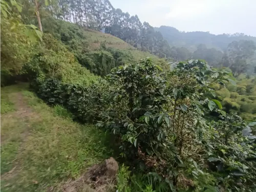 Se Vende Finca En Salento - Quindío