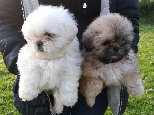 Shihtzu Puros Miniaturas Precio 350