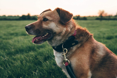 Collar de cuerda para perros Embark Pets Country