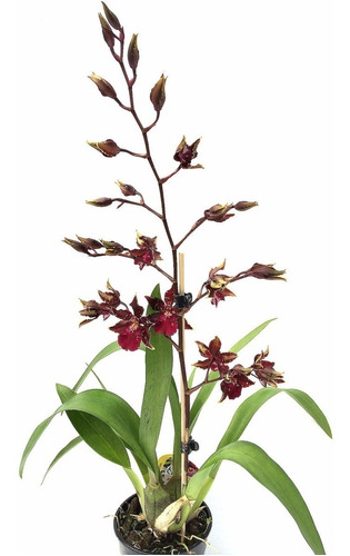 Orquídea Colmanara Wildcat (muda) | MercadoLivre