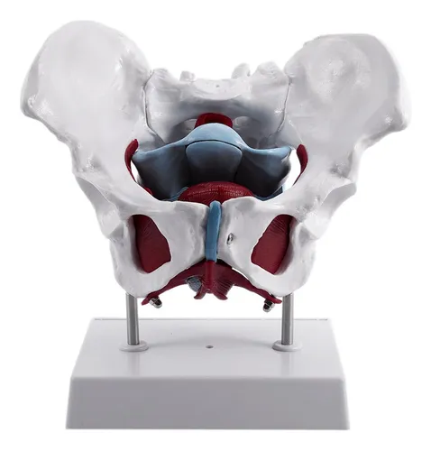 comprar Modelo De Pelvis Femenina Y Órganos Reproductores De Vejiga