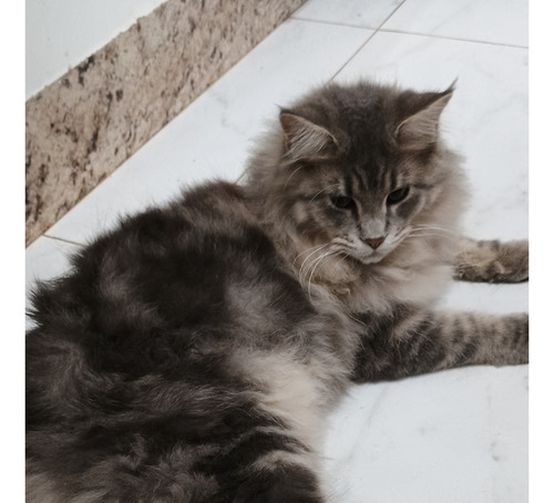 Gato Maine Coon Filhotes (gatil Saymon Cats)