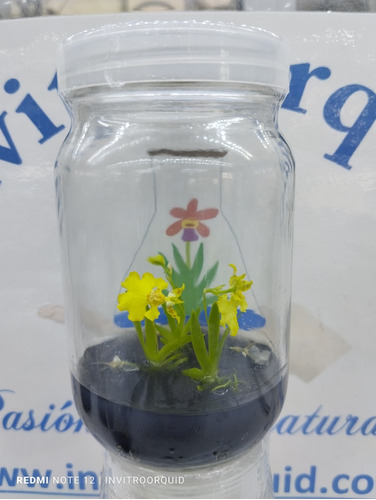 Adornó De Orquídea In Vitro Con Vara Floral ( Oncidium ).