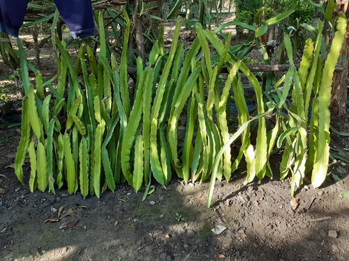 Esquejes Pitaya/pitahaya Fiusha Pulpa Blanca Cont. 50 Pzas