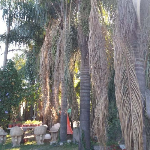 Imagen 2 de 5 de Poda Profesional Limpieza Extracción De Palmeras Y Árboles