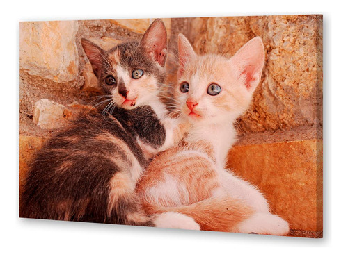 Cuadro Canvas Cat 9 Cat Hermanos Acostados Sofa