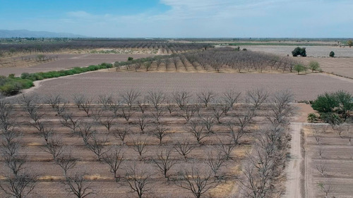 Terreno Con Nogales En Venta En San Pedro De Las Colonias, Coahuila
