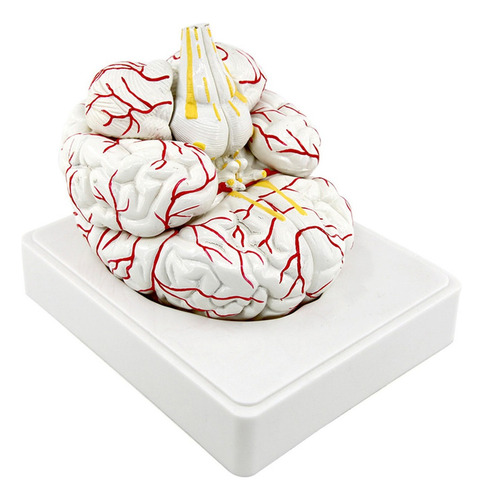 Modelo De Anatomía Cerebro Práctico Escultura 3d 7 Piezas