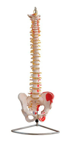 Modelo Columna Vertebral Con Pelvis Y Musculos Pintados