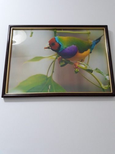 Cuadro Con Foto Color Del Pájaro De 7 Colores