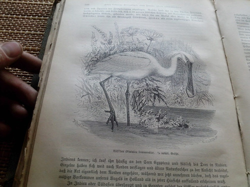 Brehm,die Vögel (dritter Band: Sdiarrvögel,1882 (Usado)