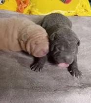 Comprar Cachorra Shar Pei Hembra De 45 Días, Pelaje Corto