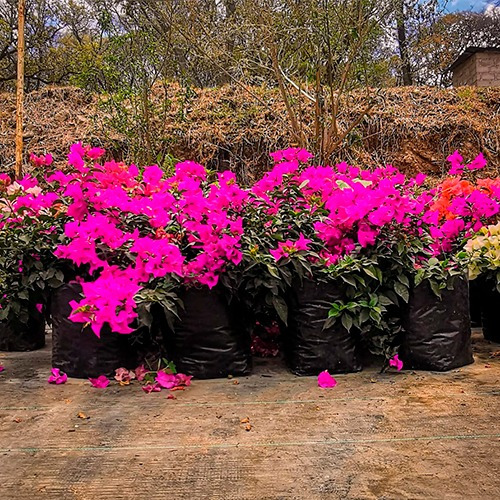 Árbol Bugambilia Morada 80 Cm Incluye Fertilizante
