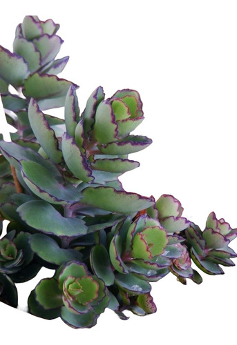 Suculenta Kalanchoe Violacea Com 3cm A 10cm