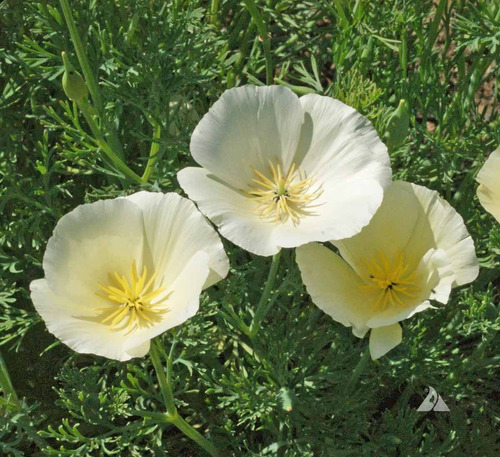 100 Sementes De Papoula De California Brancas Poppies Flor