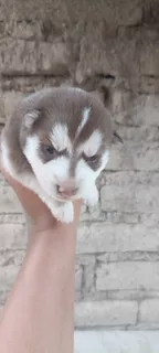 Husky Siberiano Cachorro Manto Marrón