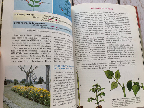 Botánica Historia Natural Básica / José María Artero Garcia (Usado)