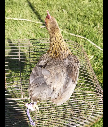 Gallinita Kikiriki Lea Descripción (Usado)