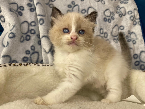 Ragdoll Gaticos Hermosos