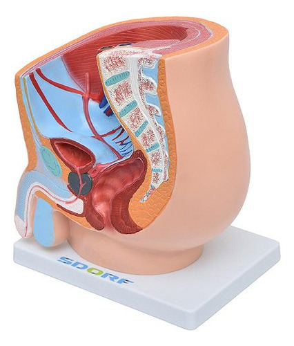 Pelve Masculina Em Secção 1 Parte, Anatomia