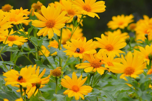 Imagem 4 de 8 de Girassol De Árvore - Mãos De Deus - Tithonia Flor Sementes