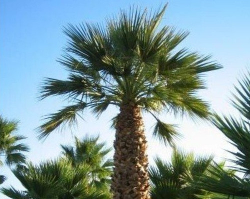 Washingtonia Robusta, Palmera Abanico, 30 Semillas, Nv