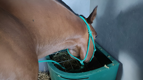 Comedero Equino Para Boxes