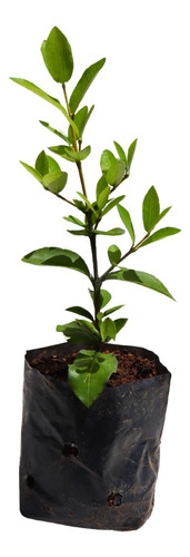  Muda De Acerola Produtiva - Vaso E Solo + Manual De Plantio