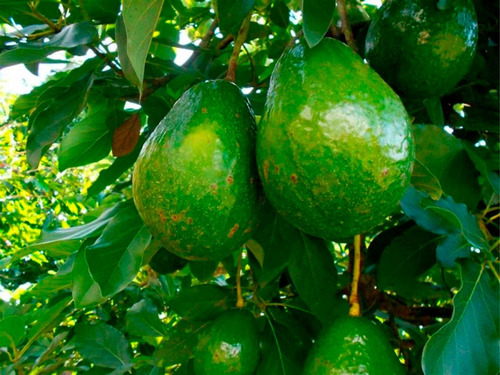 Aguacate Choquette ( Arbol )  Injerto 1.20 M Fruto Grande /