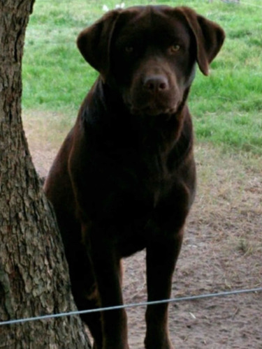 Imagen 5 de 9 de Cachorros Labrador
