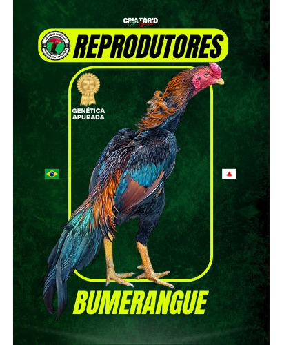 Ovos Férteis Galo Mura Costeiro E Barrigueiro