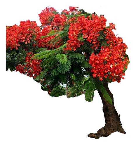 Chivato, Árbol De Fuego, Delonix Regia 1,60 De Altura 