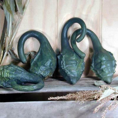 Semillas De Porongo Calabaza Dinosaurio Maranka Gourd Raro!